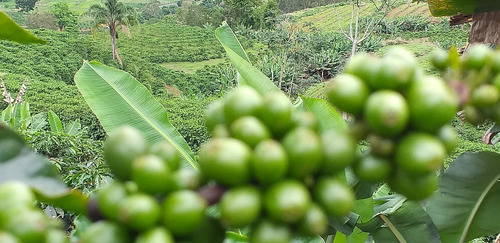 Imagem 3 de 15 de Fazenda, Para Venda Em Carangola/mg - Var1212ale