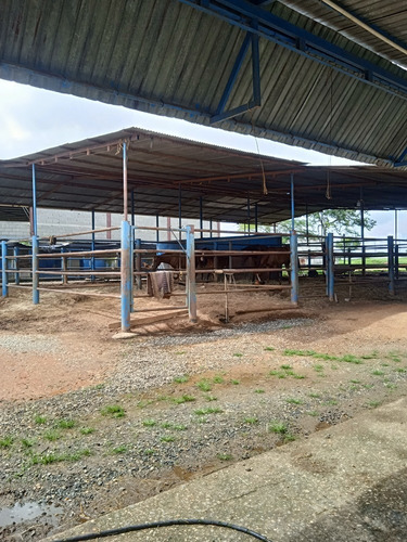 Imagen 18 de 25 de Finca Venta Lara Acarigua En Venta (gamelotal) De 251 Hectareas