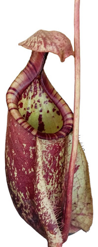 Sobre Para  Germinar Nepenthes, Plantas Carnívoras, Reales