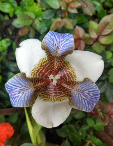 Iris Caminante O Neomarica