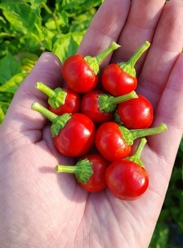 15 Semillas De Pimiento Ají Beso De Satanás