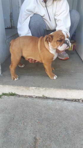 Hermoso Bulldog Ingles  Con Pedigree Un Regalo !!