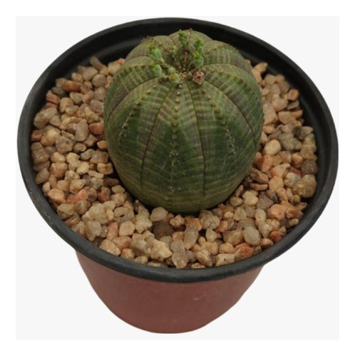 Euphorbia Obesa Maceta N°9 Cactus Colección