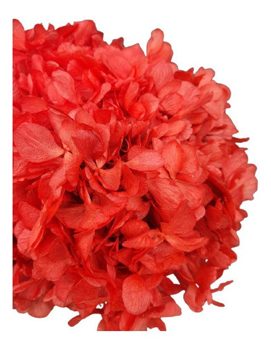 Flor De Hortência Vermelha Seca Natural Decoração | Parcelamento sem juros