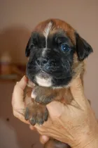 Comprar Cachorros Boxer Europeos Linea De Campeones Europeos