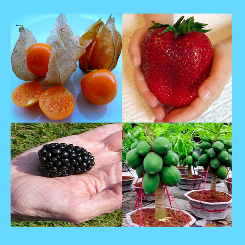 Sementes D Frutas Anãs Para Vasos P/ Mudas - À Sua Escolha -