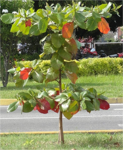 Almendro Mexicano