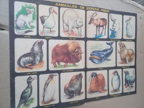 Clipping Revista Anteojito Lámina Doble Animales Clima Frío (Usado)