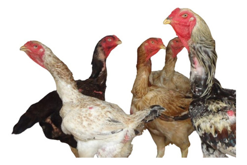 Índio Gigante 10 Ovos Galados