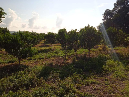 Venta Rancho 94 Hectareas El Otatal Alamo Temapache Veracruz