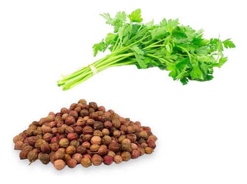 Semillas De Cilantro. Cultivo Agrícola