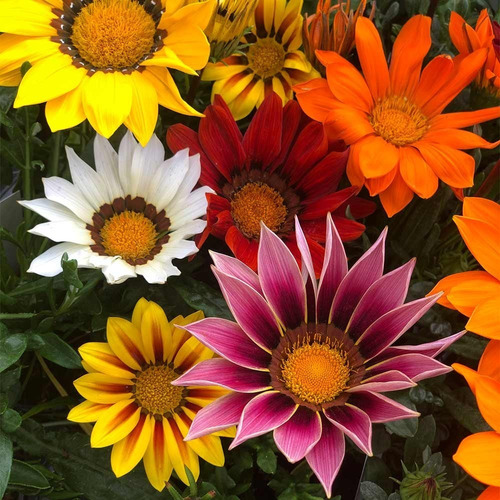 Semillas Flor Gazania Sunshine Mezcla Variada Mix Flores