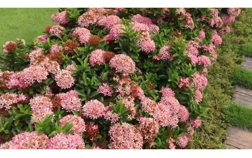 100 Sementes De Mini Ixora Chinesa Rosa | Parcelamento sem juros