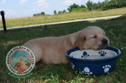 Golden Retriever Premium De Selección - Criados Con Amor
