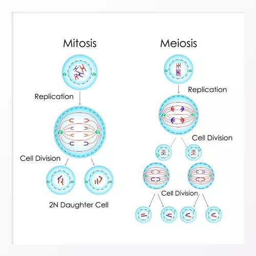 Mitose – Biologia