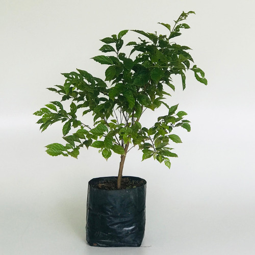 Muda De Gabiroba Lisa - Planta Natíva - Guabiroba - Gabiraba