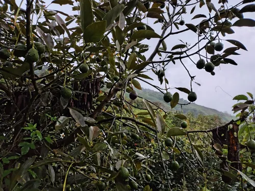 Vendo Finca De 45 Hectares O 71 Cuadras Sembradas En Aguacate Hass En Genova Quindio