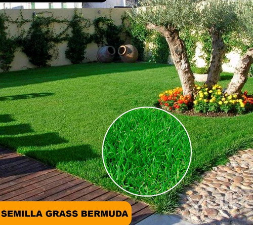 Semilla De Grass Bermuda 
