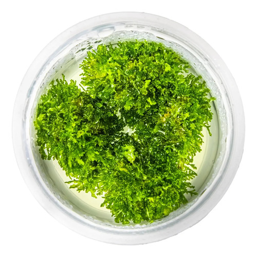 Riccardia Chamedryfolia 003d Tc Musgo Acuario Impor. Tropica