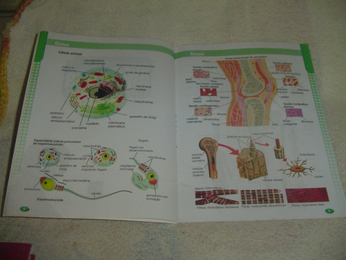 Atlas Anatomia Do Estudante - Sistema - Funções - Orgãos