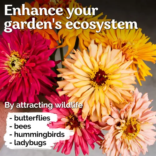 Kviter 1000 Semillas De Zinnia De Cactus Gigantes Para 2025