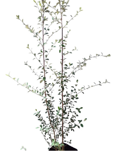 3 Plantas Cotoneaster 6lts 120/150cm Ofer¥21mil