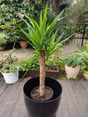 Planta Yucca