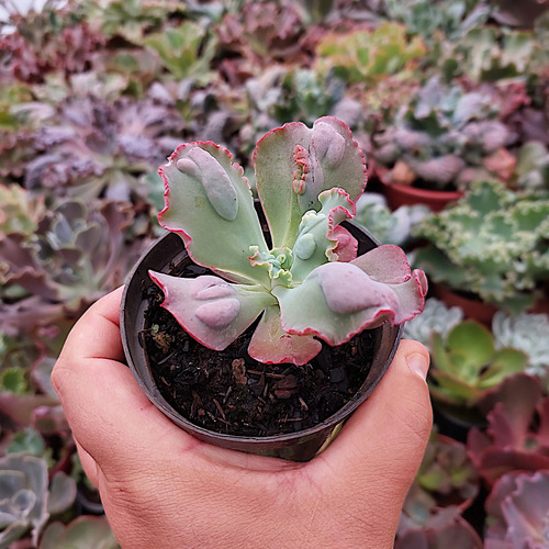 Suculenta Echeveria Gibbiflora Moonstone Legítima