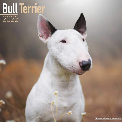 Libro: Bull Terrier Calendar - English Bull Terrier - Dog Br