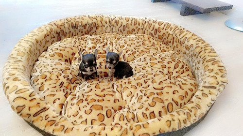 Bellos Cachorros Chihuahua 450 Puros Miniatura