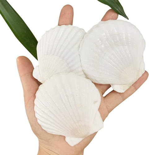 Conchas De Vieira, Conchas De Mar Blancas, Manualidad...
