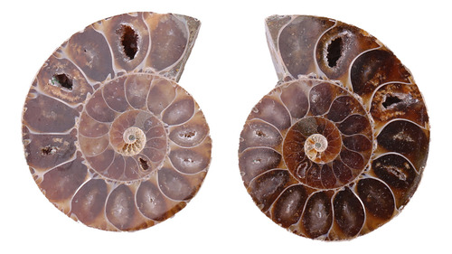 2 Piezas Concha Espécimen Fósil Amonita Madagascar Natural