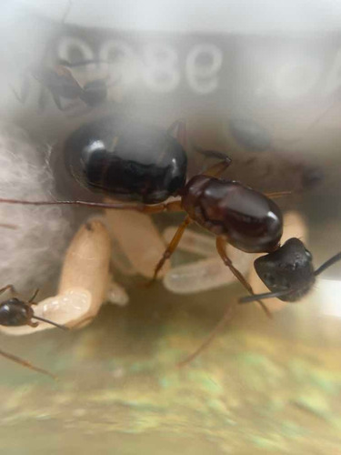 Hormiga Reina Con Obreras