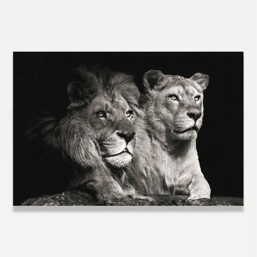 Imagem 3 de 8 de Quadro Leão Casal Preto E Branco Grande 120x80 Decorativo