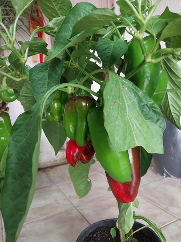 Planta Pe De Pimentão Vermelho. Capsicum Annum .