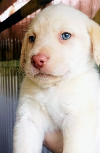 Cachorro Labrador, Edad 2 Meses, Vacunados
