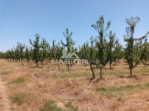 Imagen 23 de 30 de Agrícola En Venta En Curicó