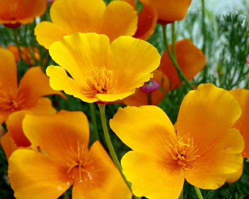 Semillas De Amapola Californiana Organicas Huerta Jardin