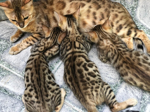 Gatos Bengals Machos Castrado Com Pedigree -goldens City