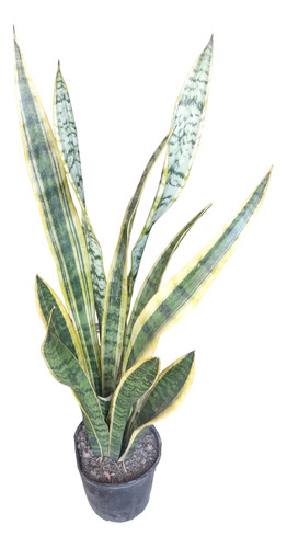 Sanseviera Trifasciata - Sansevieria Lengua Suegra - M 5 Lts