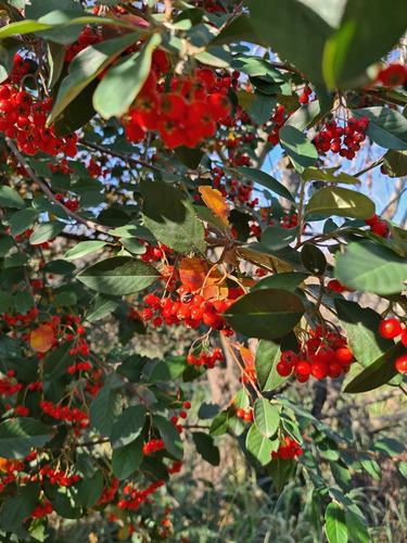 Tarumá, Espina De Bañado ( Citharexylum Montevidense)
