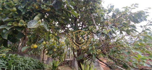 Imagem 8 de 30 de Casa Com 4 Dormitórios À Venda, 330 M² Por R$ 800.000,00 - Agriões - Teresópolis/rj - Ca0564