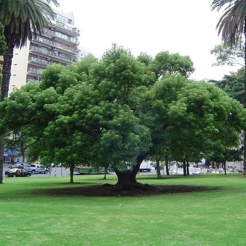 Semillas De Árbol Ombú (phytolacca Dioica) X500