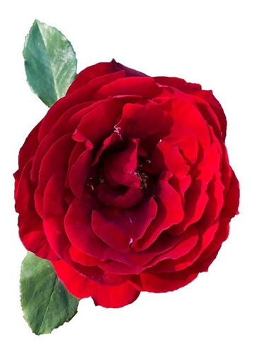 Imagen Rosa Roja Flor Png Fondo Transparente 3000 X 3000px