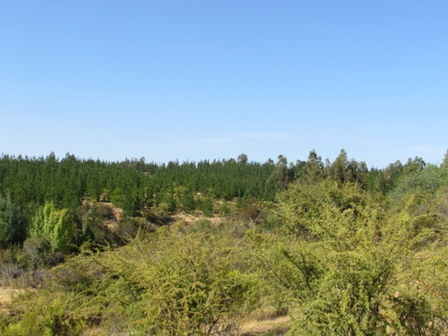 Imagen 3 de 23 de Campo En Cauquenes, Tres Estanques Acumuladores, 97 Has