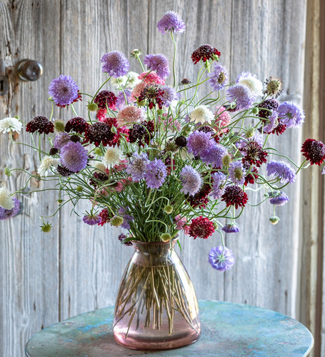 Semillas De Scabiosa Rosa Blanco Fucsia Lila Atrae Mariposas