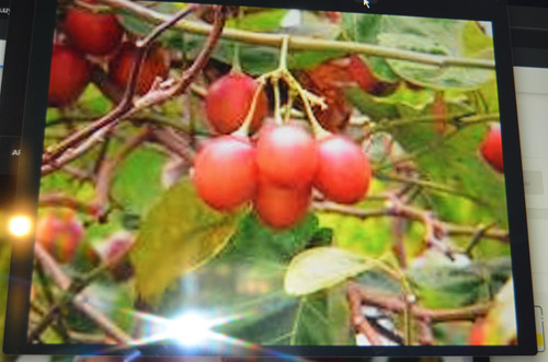 Arbol De Tomate Peruano  Tamarillo  Comestible