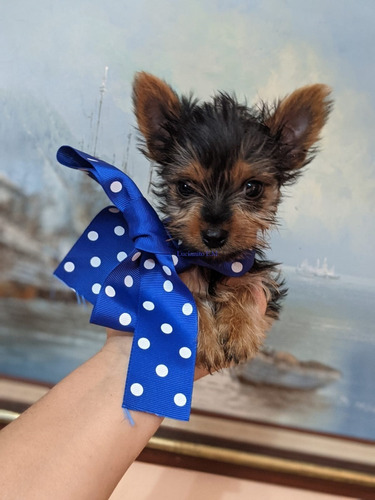 Yorkshire Terrier Bellos Macho Y Hembra 550 Machito Puro 