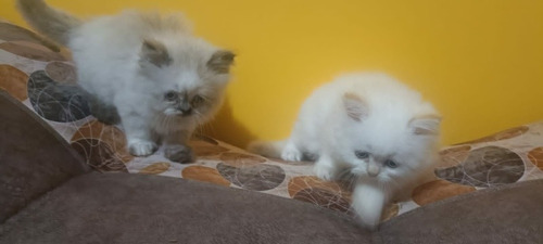 Imagen 7 de 10 de Hermosos Gatitos Persa
