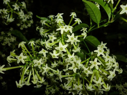 Huele De Noche , Jazmín (cestrum Nocturnum) Envió Gratis